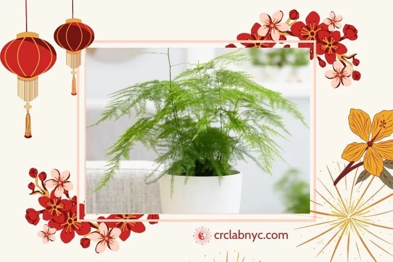  Cây thủy tùng phong thuỷ hợp mệnh nào