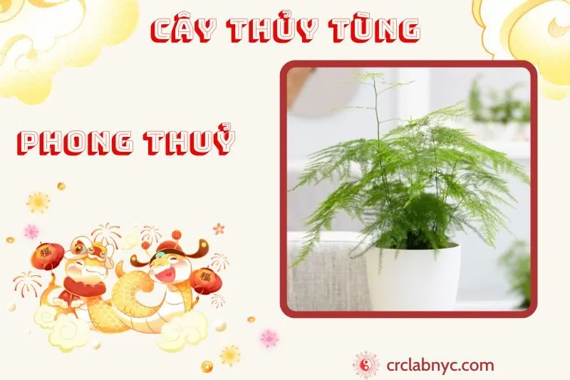 Cây thủy tùng phong thuỷ ý nghĩa công dụng và cách trồng