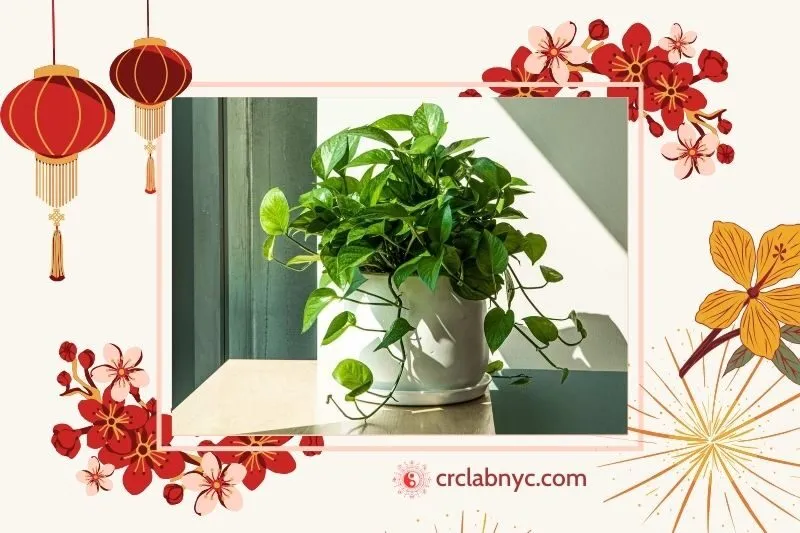 Cây Trầu Bà Phong Thuỷ Hợp Với Mệnh Nào