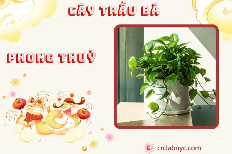 Cây trầu bà phong thuỷ ý nghĩa công dụng và cách trồng