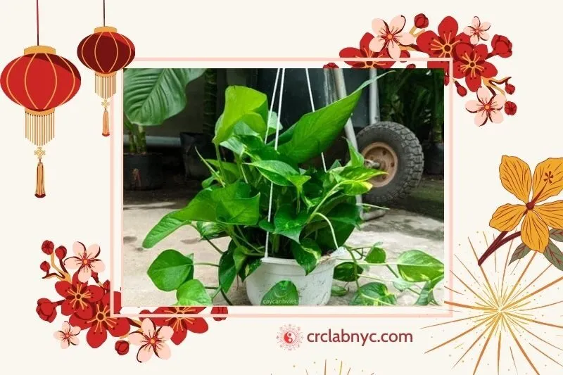 Cây Trầu Bà