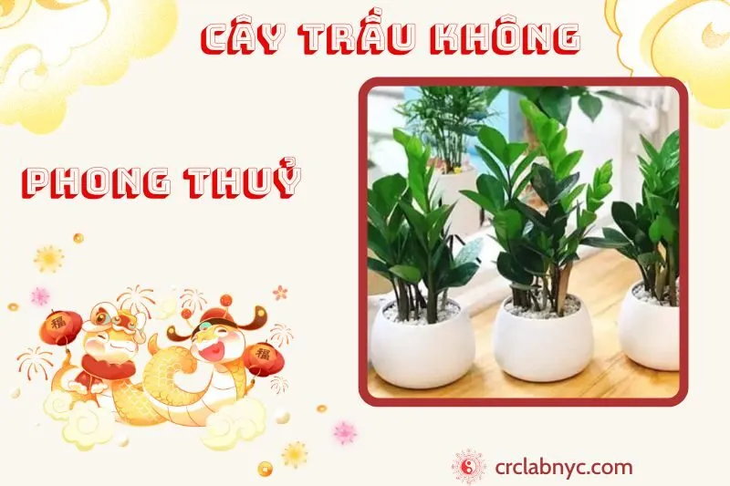 Cây trầu không phong thủy ý nghĩa công dụng và cách trồng