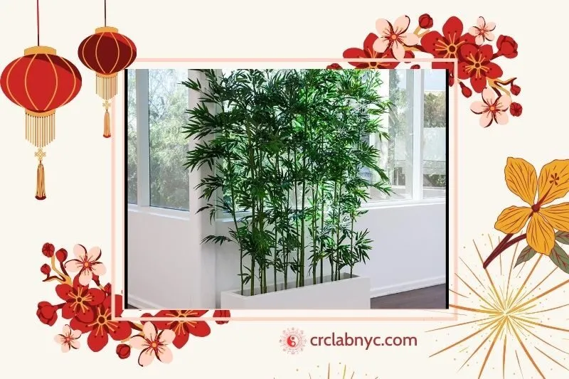  Cây tre phong thủy hợp mệnh nào