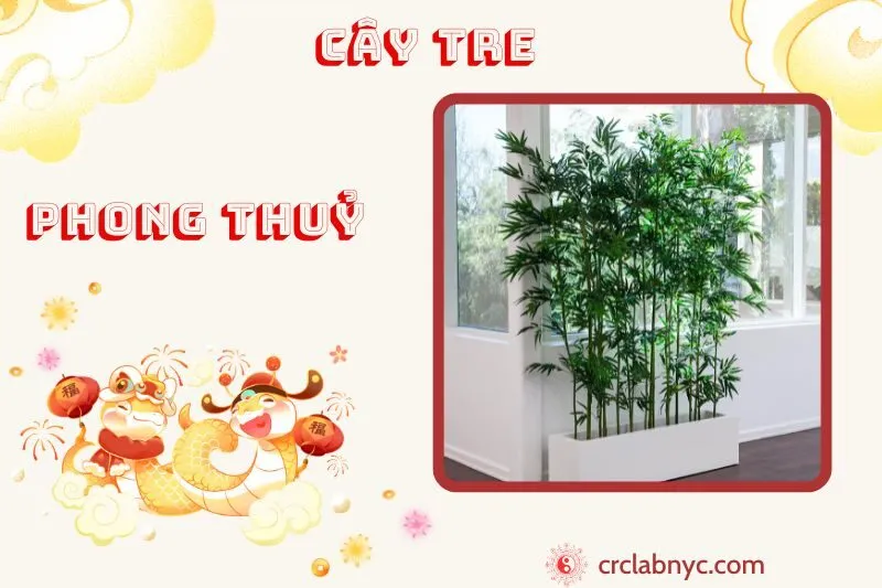 Cây tre phong thủy ý nghĩa công dụng và cách trồng