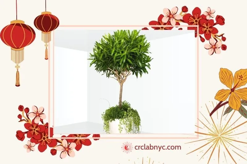 Cây trúc bách hợp phong thủy hợp mệnh nào