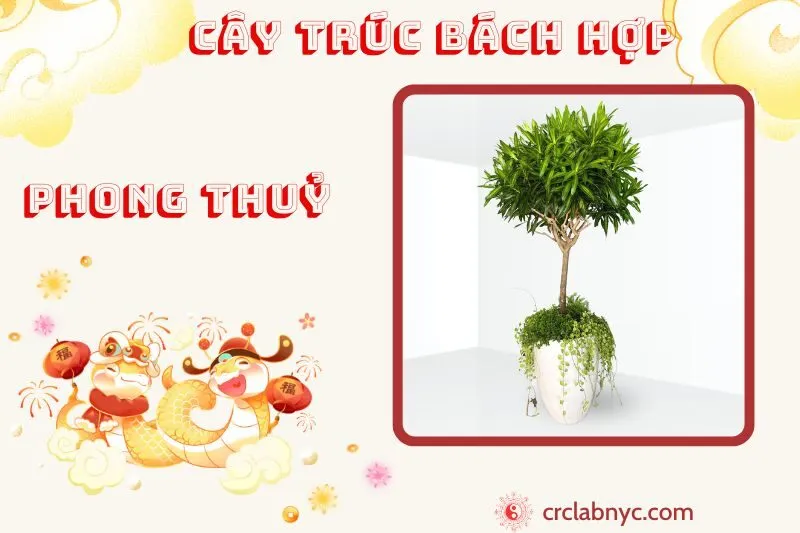 Cây trúc bách hợp phong thủy ý nghĩa công dụng và cách trồng
