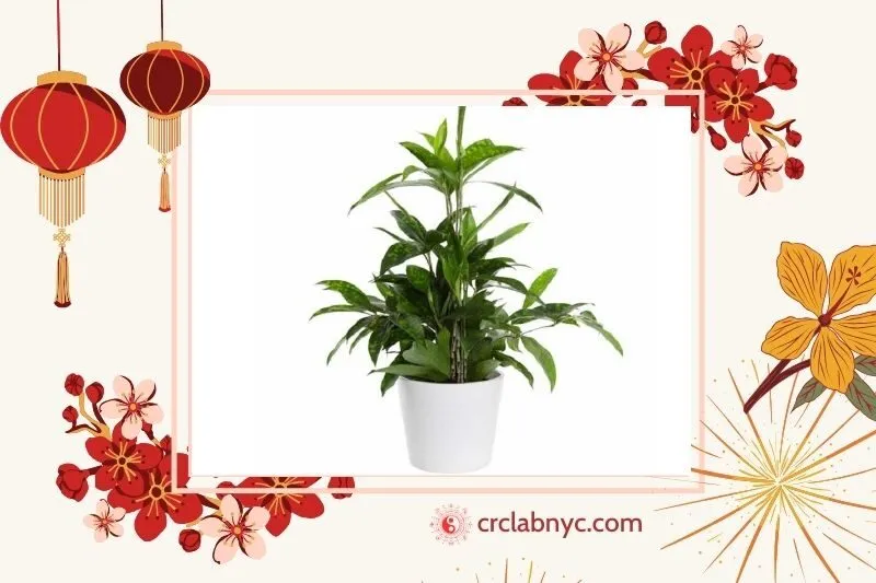 Cây Trúc Nhật – Nhẹ nhàng và may mắn