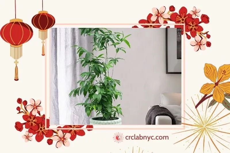Cây trúc Nhật phong thủy hợp mệnh nào