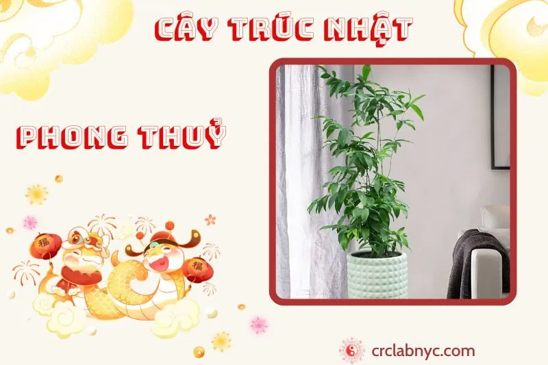 Cây trúc Nhật phong thủy ý nghĩa công dụng và cách trồng
