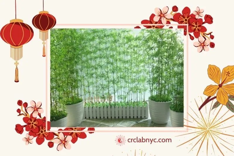 Cây trúc quân tử hợp mệnh nào