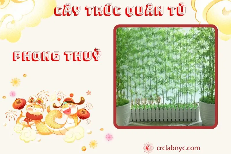Cây trúc quân tử phong thuỷ ý nghĩa công dụng và cách trồng