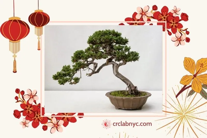 Cây tùng bách phong thuỷ hợp mệnh nào