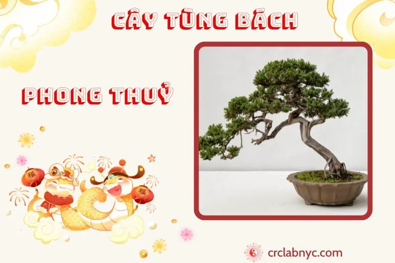 Cây tùng bách phong thuỷ ý nghĩa công dụng và cách trồng