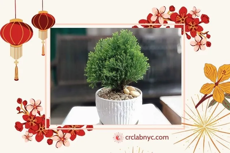  Cây tùng bồng lai phong thuỷ hợp mệnh nào