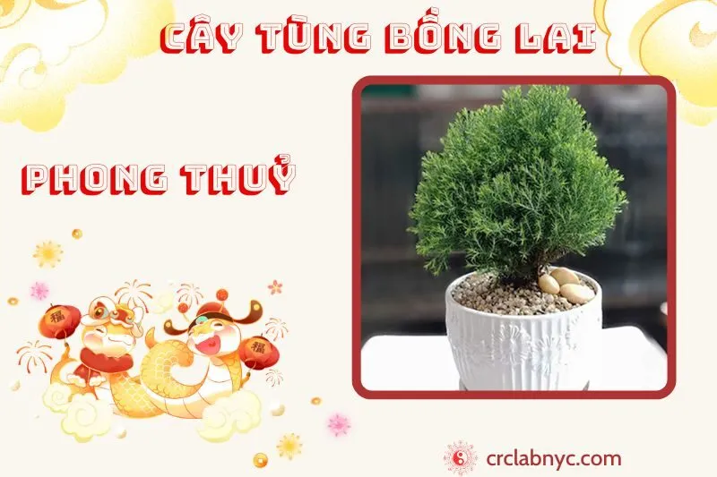 Cây tùng bồng lai phong thuỷ ý nghĩa công dụng và cách trồng