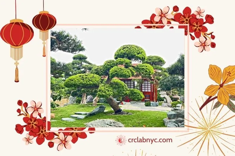 Cây tùng la hán phong thuỷ hợp mệnh nào