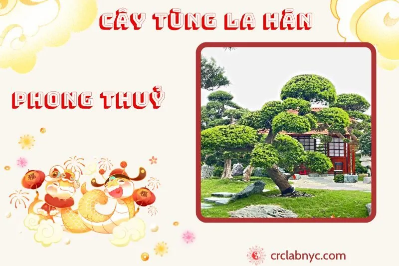 Cây tùng la hán phong thuỷ ý nghĩa công dụng và cách trồng