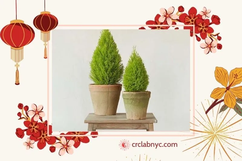 Cây tùng thơm hợp mệnh nào và tuổi nào