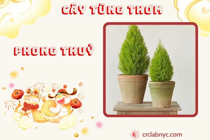 Cây tùng thơm ý nghĩa công dụng và cách trồng