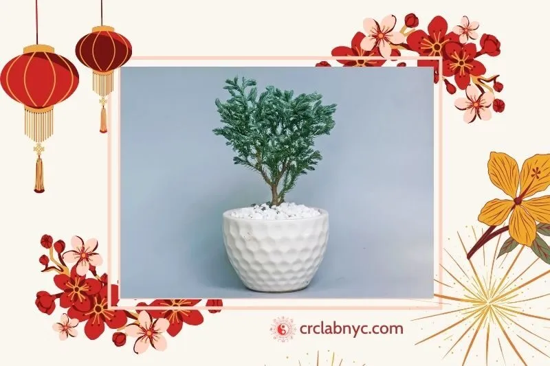  Cây tuyết tùng phong thủy hợp mệnh nào