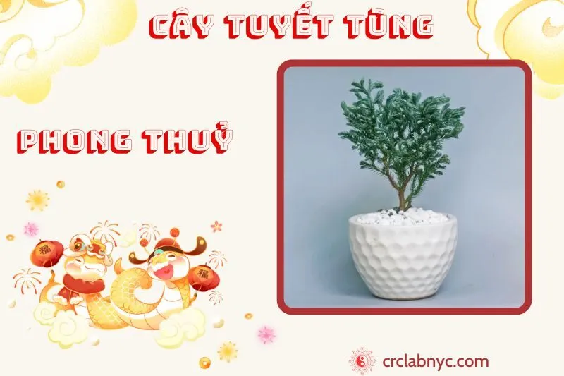 Cây tuyết tùng phong thủy ý nghĩa công dụng và cách trồng