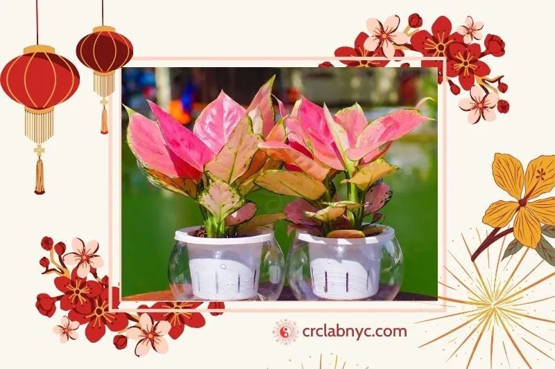  Cây vạn lộc phong thuỷ hợp mệnh nào