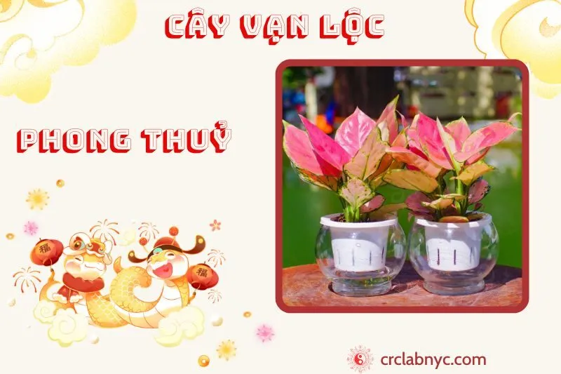 Cây vạn lộc phong thuỷ ý nghĩa công dụng và cách trồng