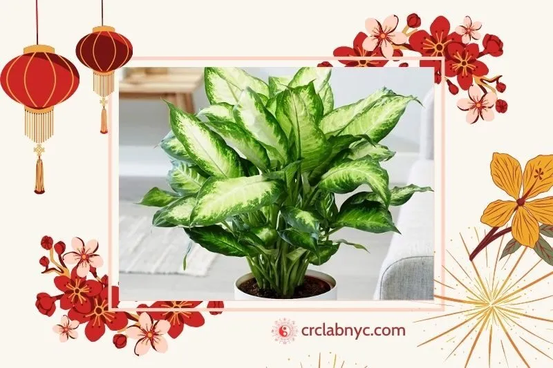 Cây vạn niên thanh hợp với mệnh nào