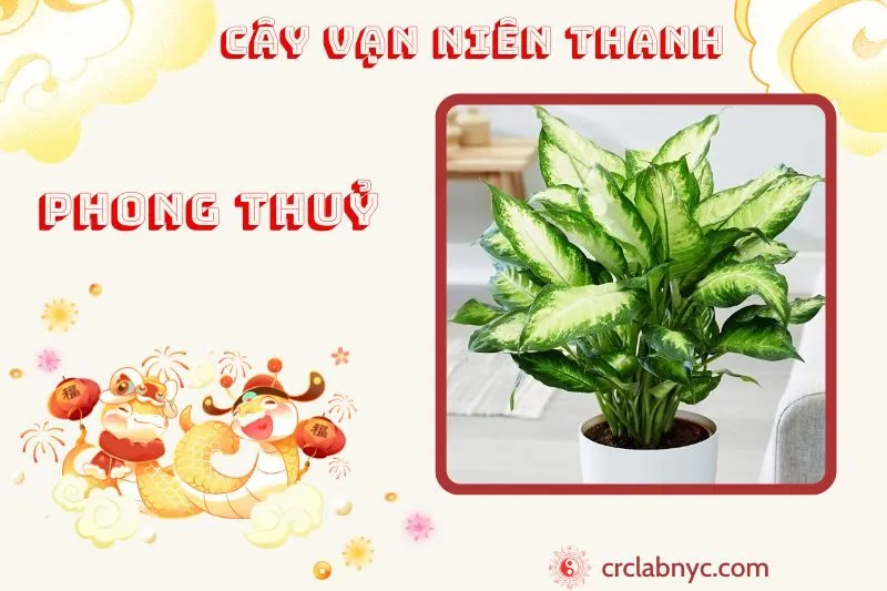 Cây vạn niên thanh phong thuỷ ý nghĩa công dụng và cách trồng