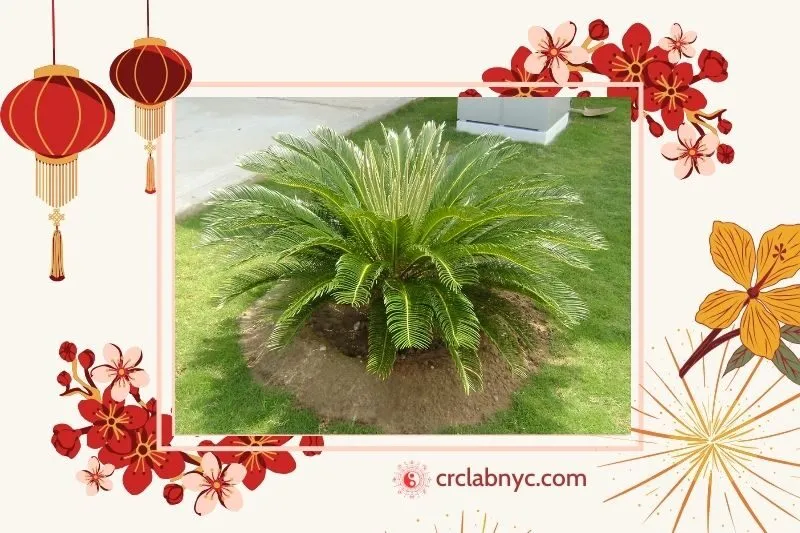  Cây vạn tuế phong thủy hợp mệnh nào