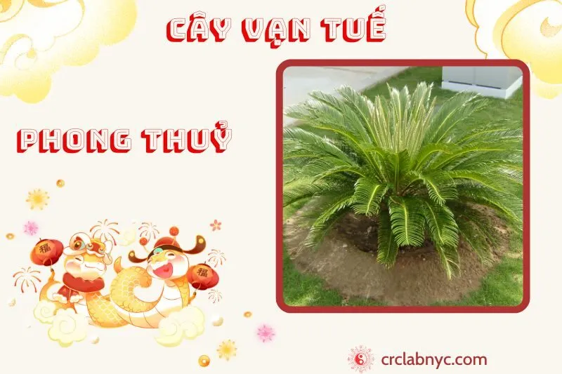 Cây vạn tuế phong thủy ý nghĩa công dụng và cách trồng