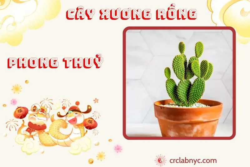 Cây xương rồng phong thuỷ