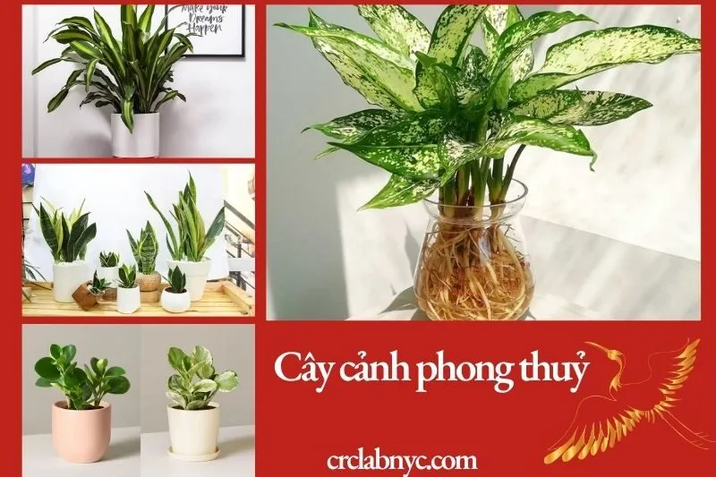 Top các loại cây cảnh phong thủy 2025 mang tài lộc và sức khỏe