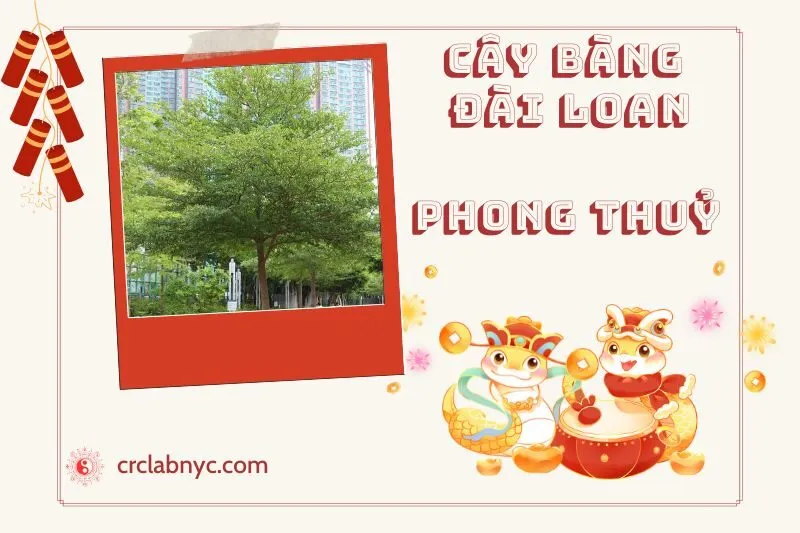 Ý nghĩa của Cây Bàng Đài Loan Phong Thủy