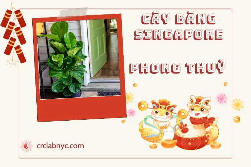 Ý nghĩa của Cây Bàng Singapore Phong Thuỷ