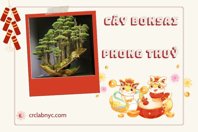Ý nghĩa của Cây Bonsai Phong Thuỷ
