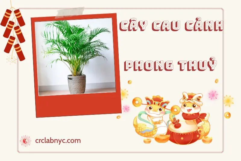Ý nghĩa của cây cau cảnh phong thủy