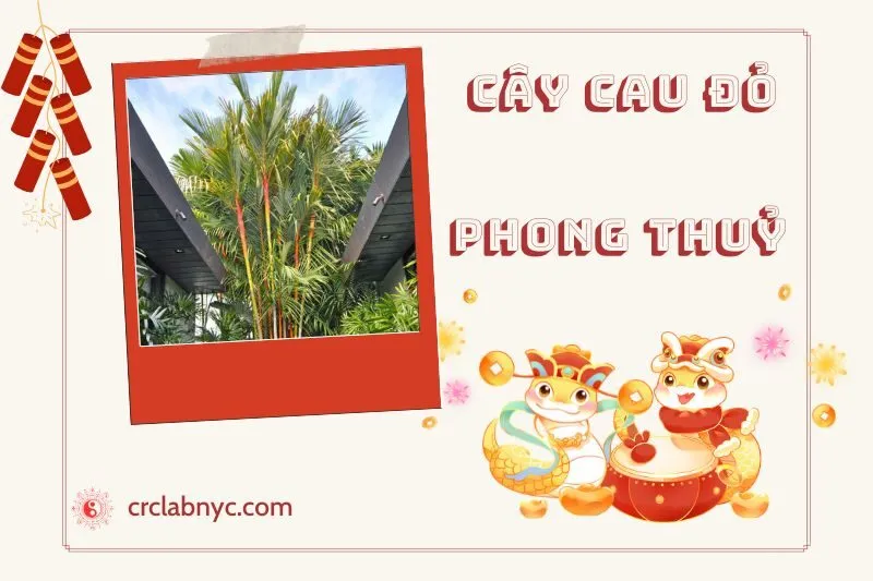 Ý nghĩa của Cây Cau Đỏ Phong Thủy