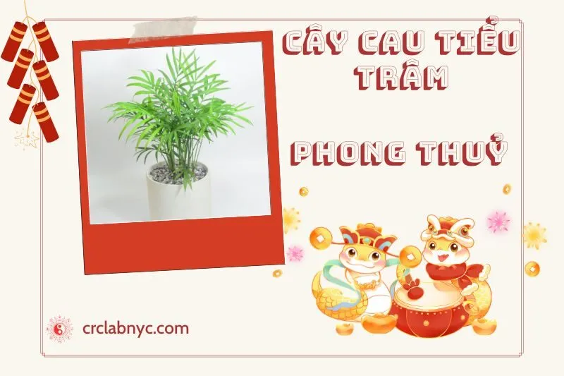 Ý nghĩa của Cây Cau Tiểu Trâm Phong Thuỷ