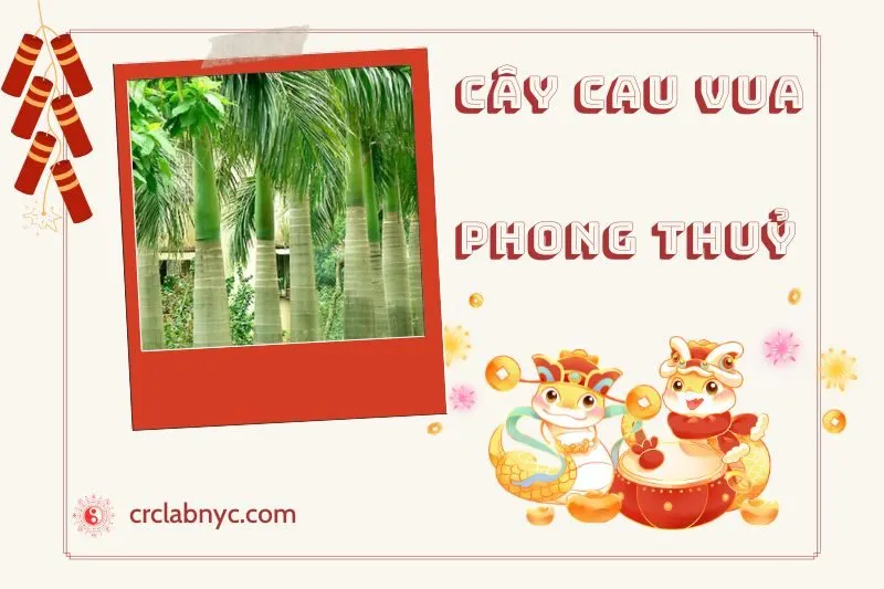 Ý nghĩa của cây Cau Vua phong thuỷ