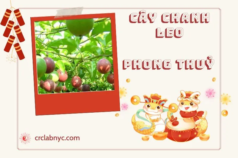Ý nghĩa của Cây Chanh Leo Phong Thủy