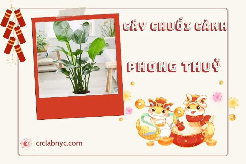 Ý nghĩa của cây chuối cảnh phong thủy