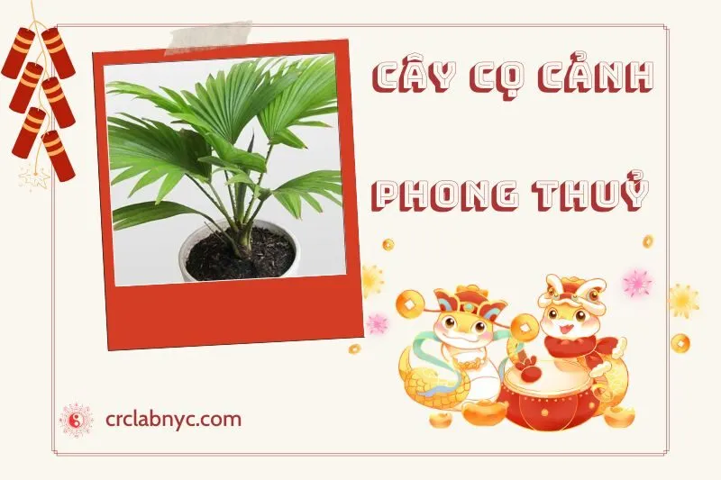 Ý nghĩa của Cây Cọ Cảnh Phong Thuỷ