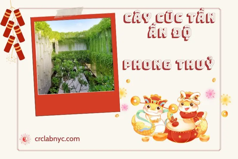 Ý nghĩa của Cây Cúc Tần Ấn Độ Phong Thủy