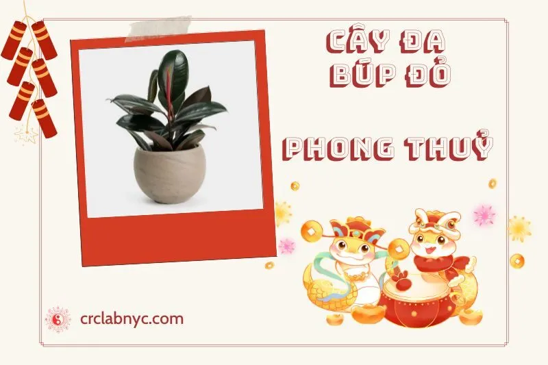 Ý nghĩa của Cây Đa Búp Đỏ Phong Thuỷ