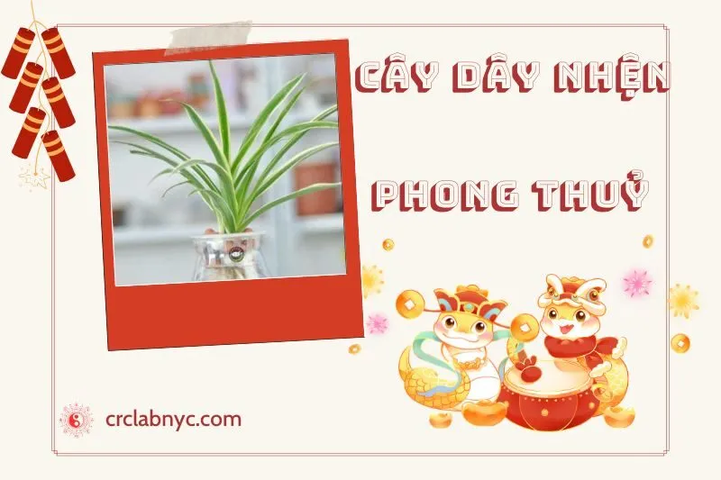 Ý nghĩa của Cây Dây Nhện Phong Thuỷ