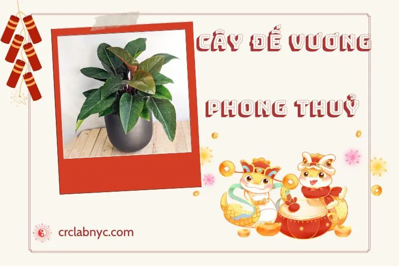 Ý nghĩa của cây đế vương phong thủy