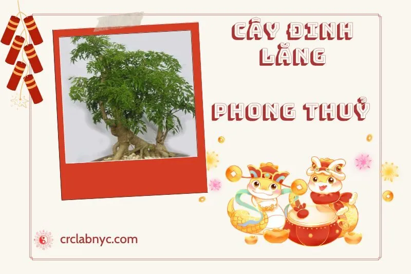 Ý nghĩa của Cây Đinh Lăng Phong Thủy
