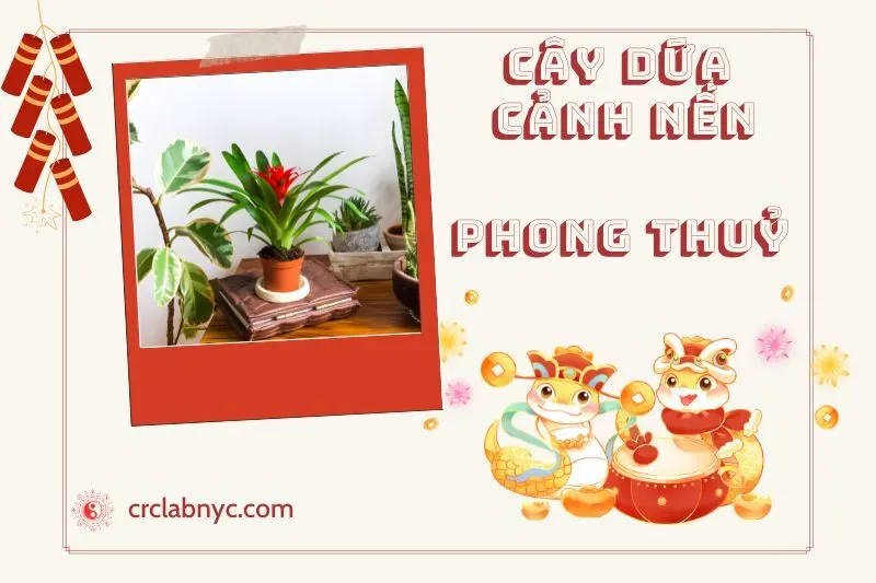 Ý nghĩa của cây dứa cảnh nến phong thuỷ