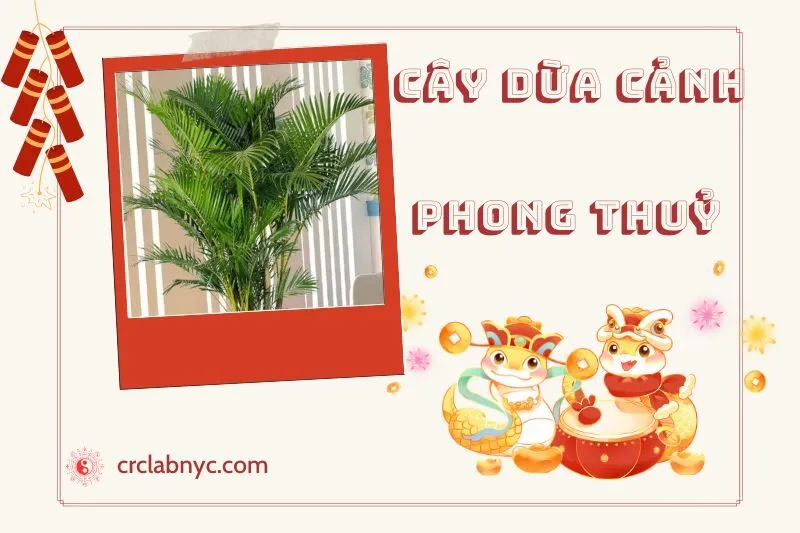 Ý nghĩa của Cây Dừa Cảnh Phong Thủy